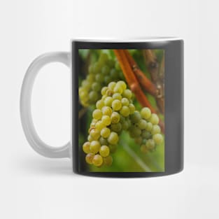 Ripening grapes on the vine Mug